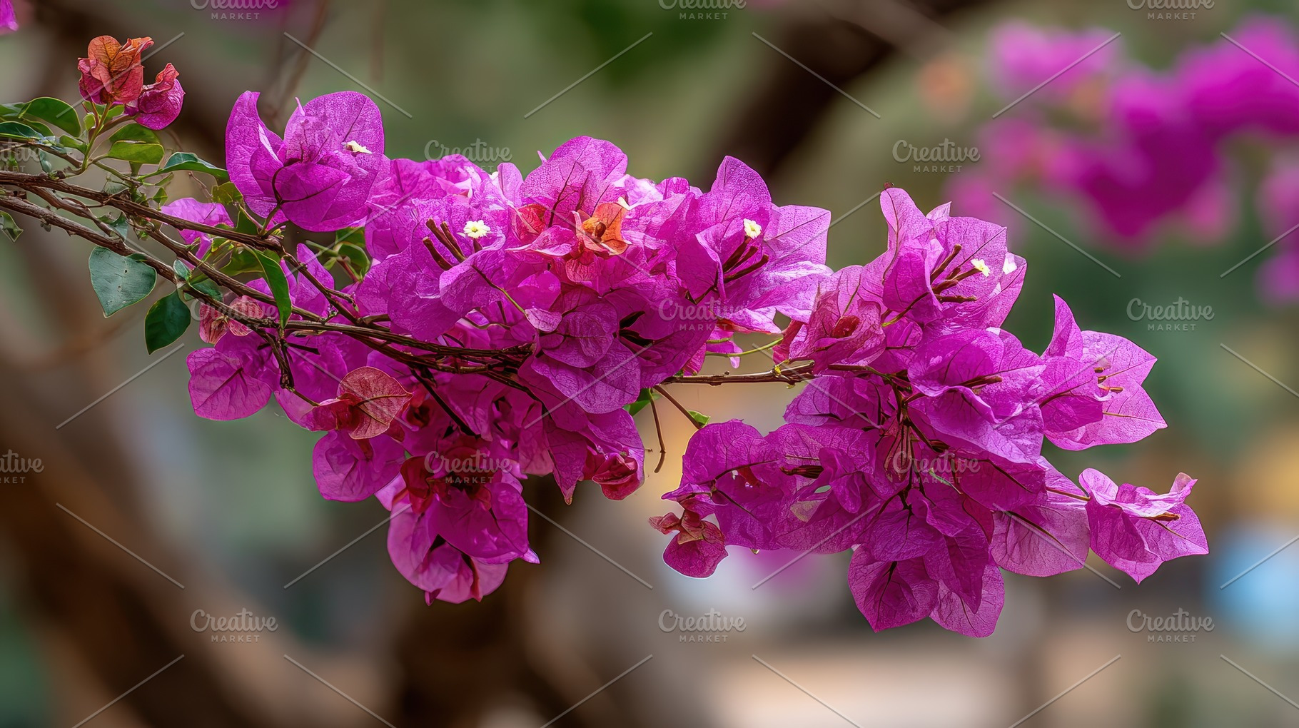 Vibrant Pink Bougainvillea Blossoms, a Photo by Pixeness Studio