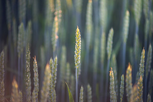 Ears of wheat on the farmfield, a Nature Photo by Mark Borbely