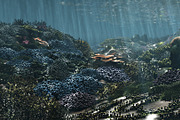 3D Cartoon Underwater Coral Reef Hab, an Environmental 3D Model by NOMODOL (Thumbnail 24 of 24)
