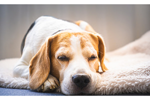 Sleeping Beagle Dog on Fluffy, an Animal Photo by MadPhotos