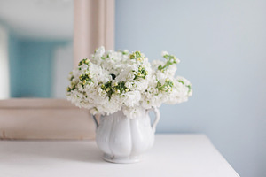 Calming White Hyacinth Flowers