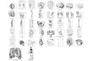 Antique Anatomy Overlays