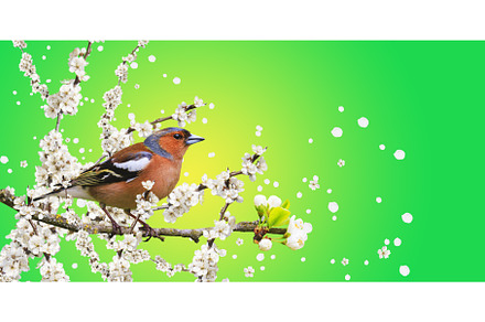 wild bird among spring flowering, an Animal Photo by Pakosta