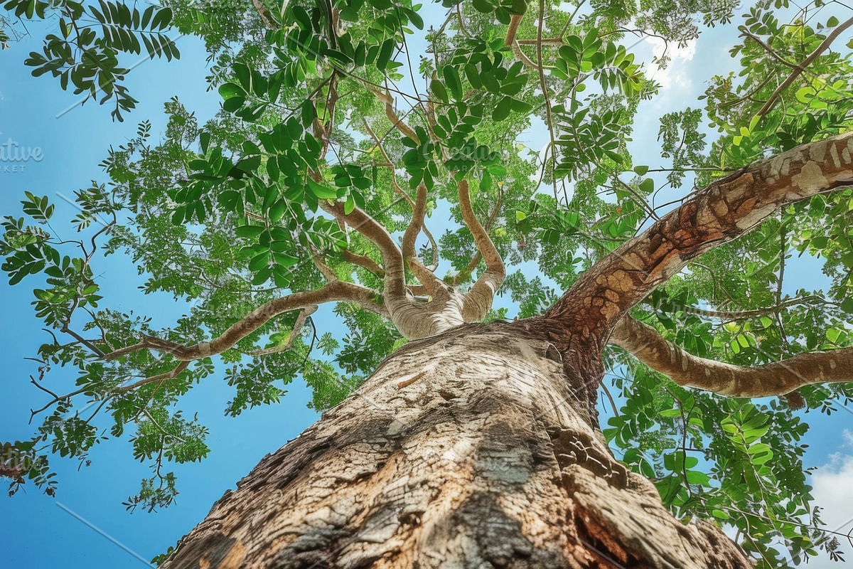 98 Trees view from below, a Nature Photo by Handmadefont (Photo 93 of 98)