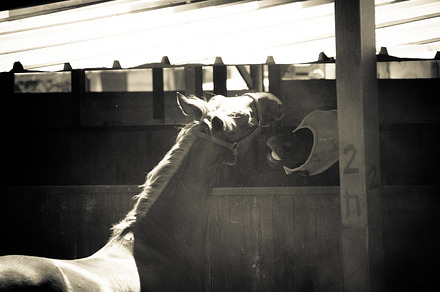 Horse and ranch no5 stock picture preview 6
