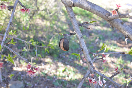 Almond Tree Blossoms Featuring Nature Nature Photography And Almond preview 4