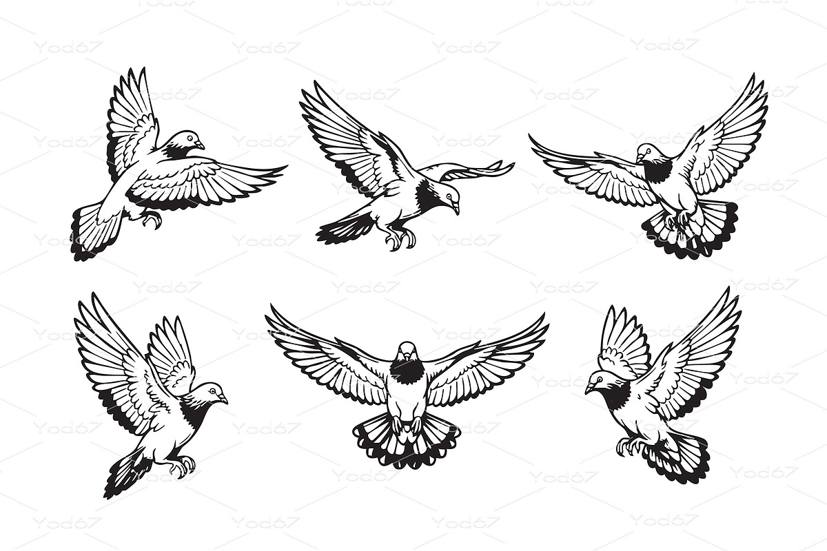 Pigeon showing in multiple flight, an Animal Illustration by yod67