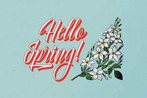 Delphin Spring - Vintage Script