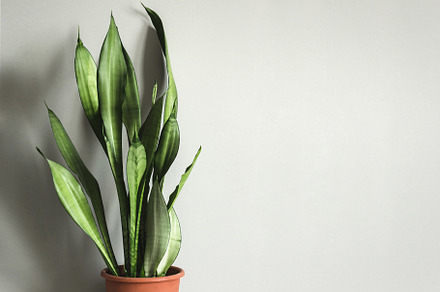potted plant Sansevieria against gra, a Nature Photo by colnihko
