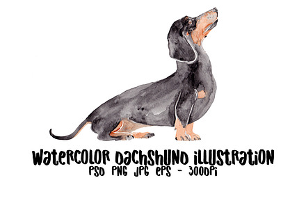 Wiener Dog Illustration