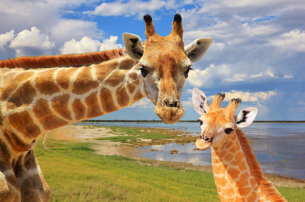 Giraffe Love - Natural African Icon, a Background Photo by Wildlife Wonder