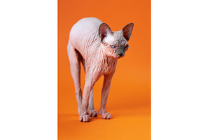 Sphynx Cat on orange background, an Animal Photo by Alexander-Piragis