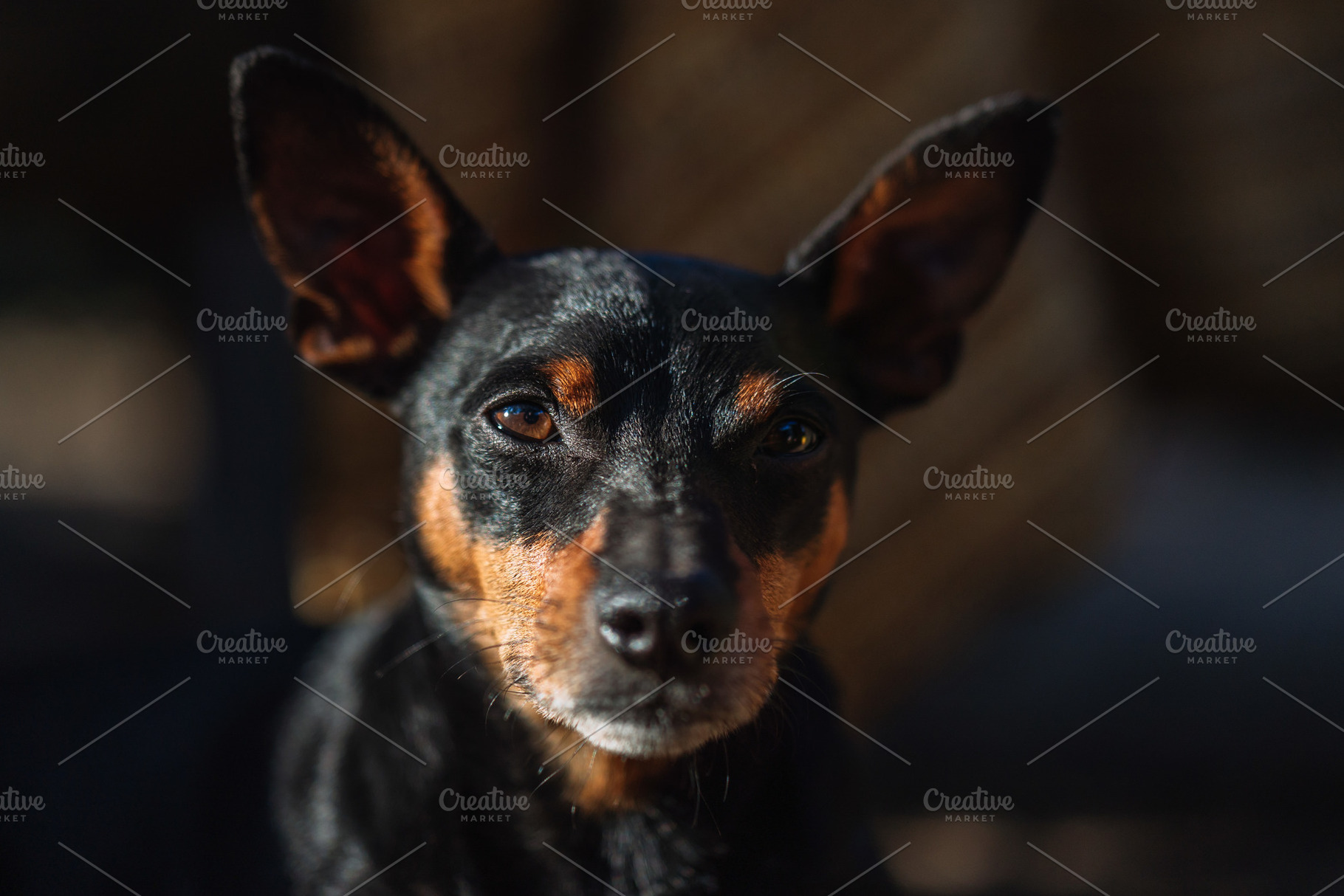 Close Up Portrait of Small Dog in Natural Light, an Animal Photo by Red Hot Chili Pepper Shop