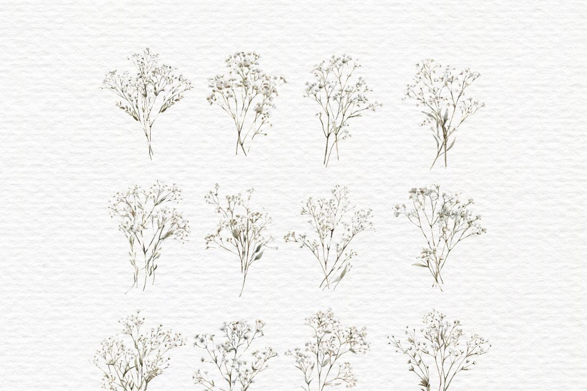 Gypsophila clipart, Baby Breath PNG, a Decorative Illustration by Invite to Clipart (Photo 2 of 7)