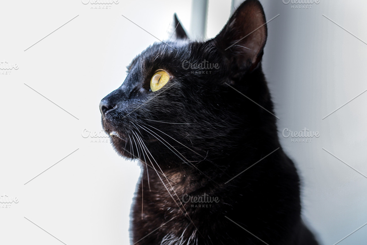 Black cat profile view close up, an Animal Photo by MusiqueDesigns (Photo 2 of 2)