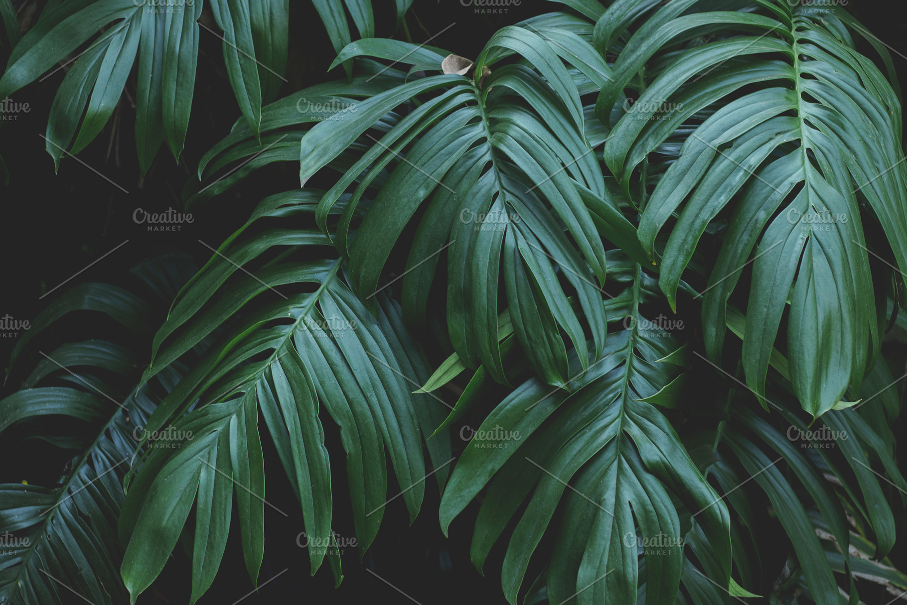 Monstera Leaves Closeup Stock Photo, a Nature Photo by René Jordaan Photography