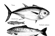 Most popular edible sea fishes, a Food Illustration by handsketched (Thumbnail 8 of 14)