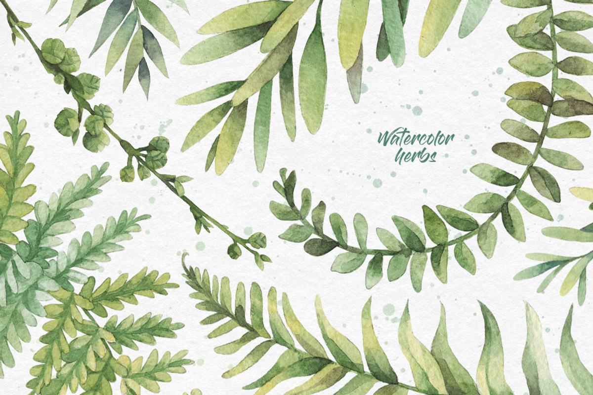 Watercolor herbs. Clipart collection, an Illustration by Anastasia Koba (Photo 2 of 9)