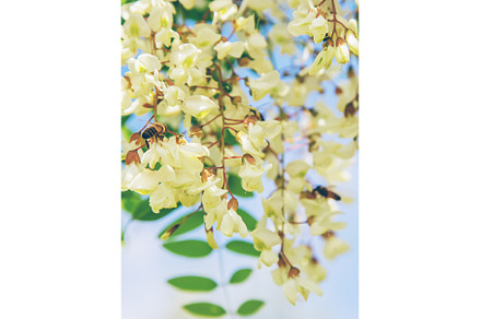 Flowering acacia tree in the garden, a Nature Photo by yanadjana