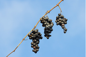Bunch of ripe dark wild grapes, a Nature Photo by Pakosta
