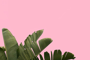 Tropical Palm Tree Pink Background