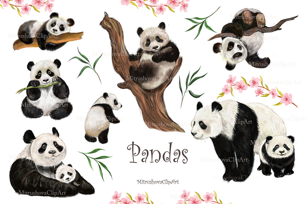 Panda clipart, PNG Amimals, an Animal Illustration by MitrushovaArt (Photo 2 of 8)