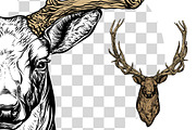 Deer and antlers set., an Object Graphic by ArtOwl (Thumbnail 4 of 4)