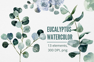 Eucalyptus watercolor clipart