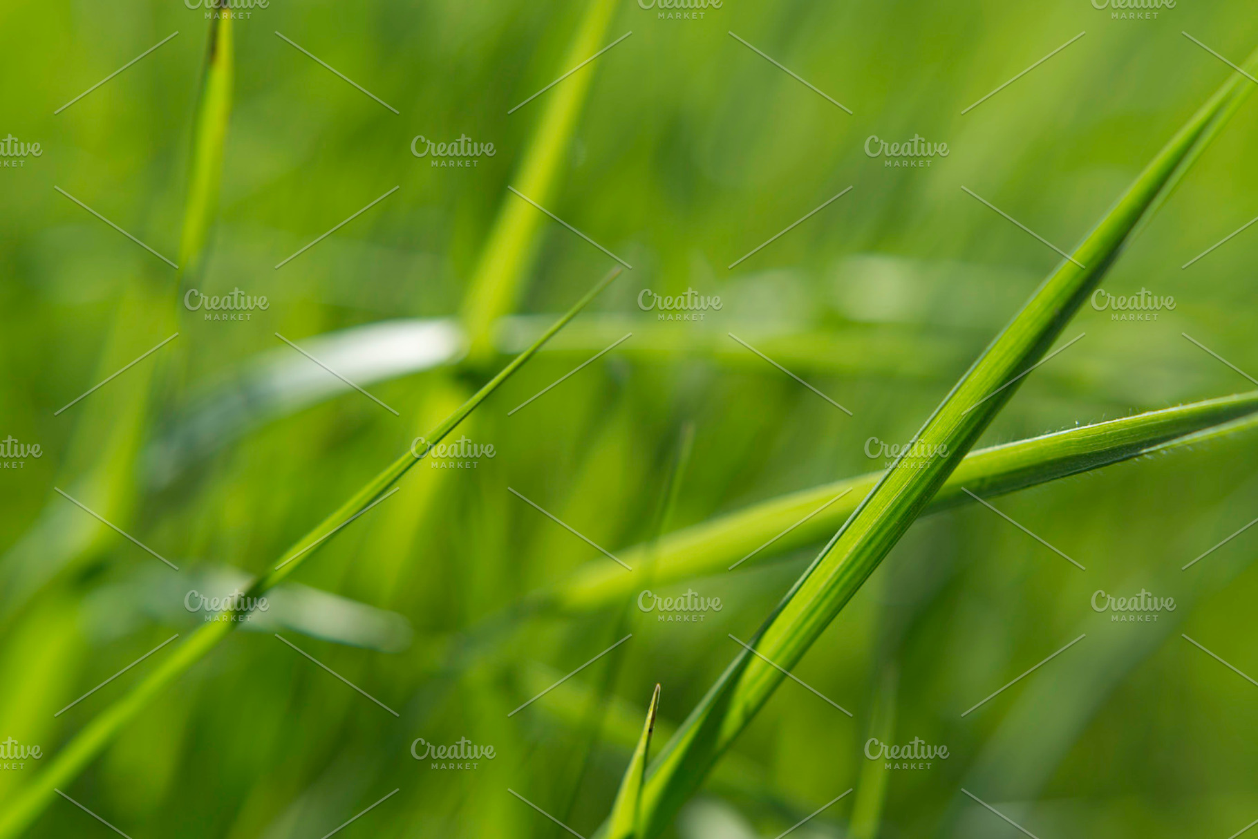 Grass Featuring Grass Green And Organic