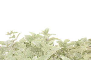 Blank background with plants photo at bottom, a Background Photo by DanFLCreativo
