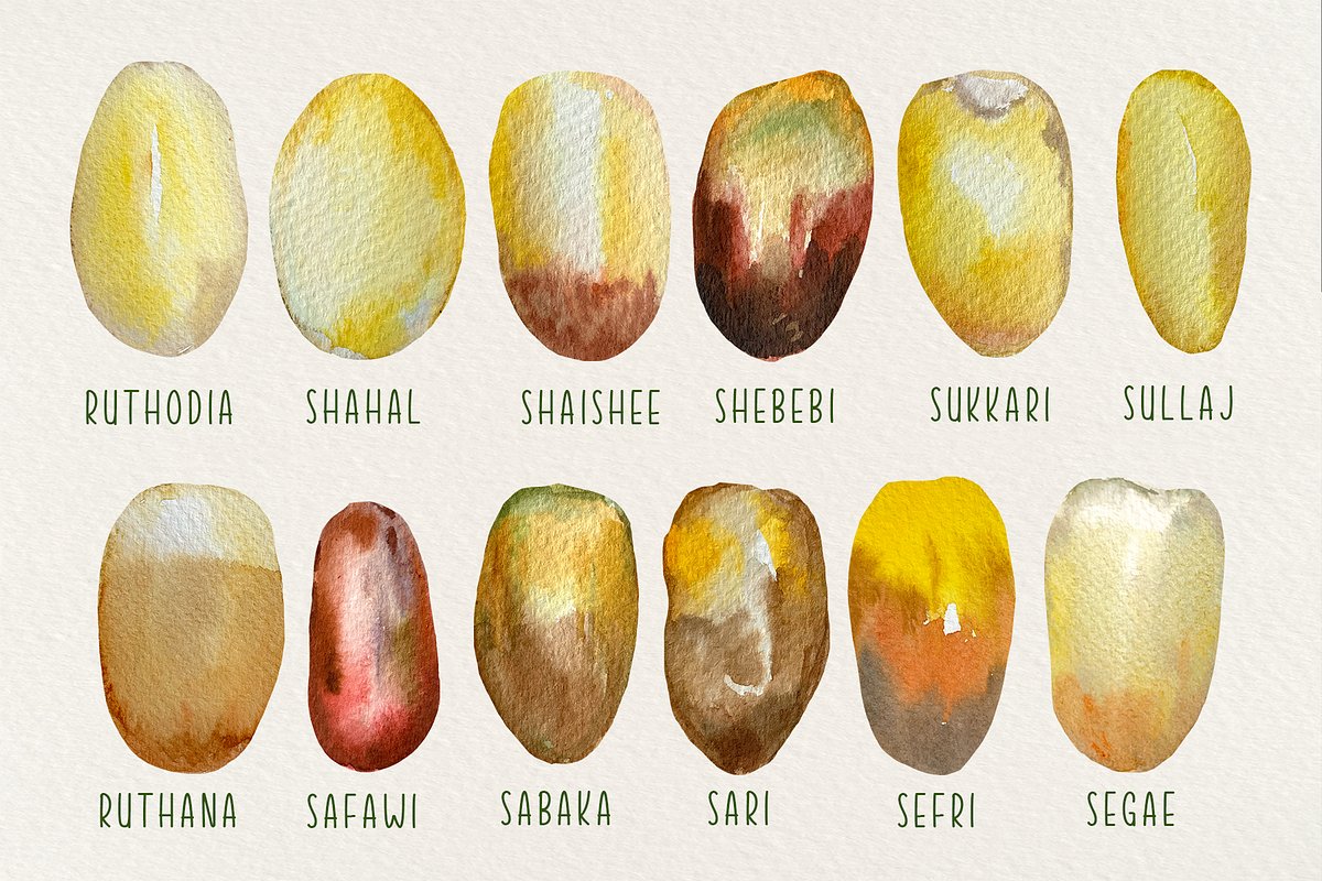Date Palm - Watercolor Clip Art, an Education Illustration by Tati Bordiu (Photo 3 of 5)