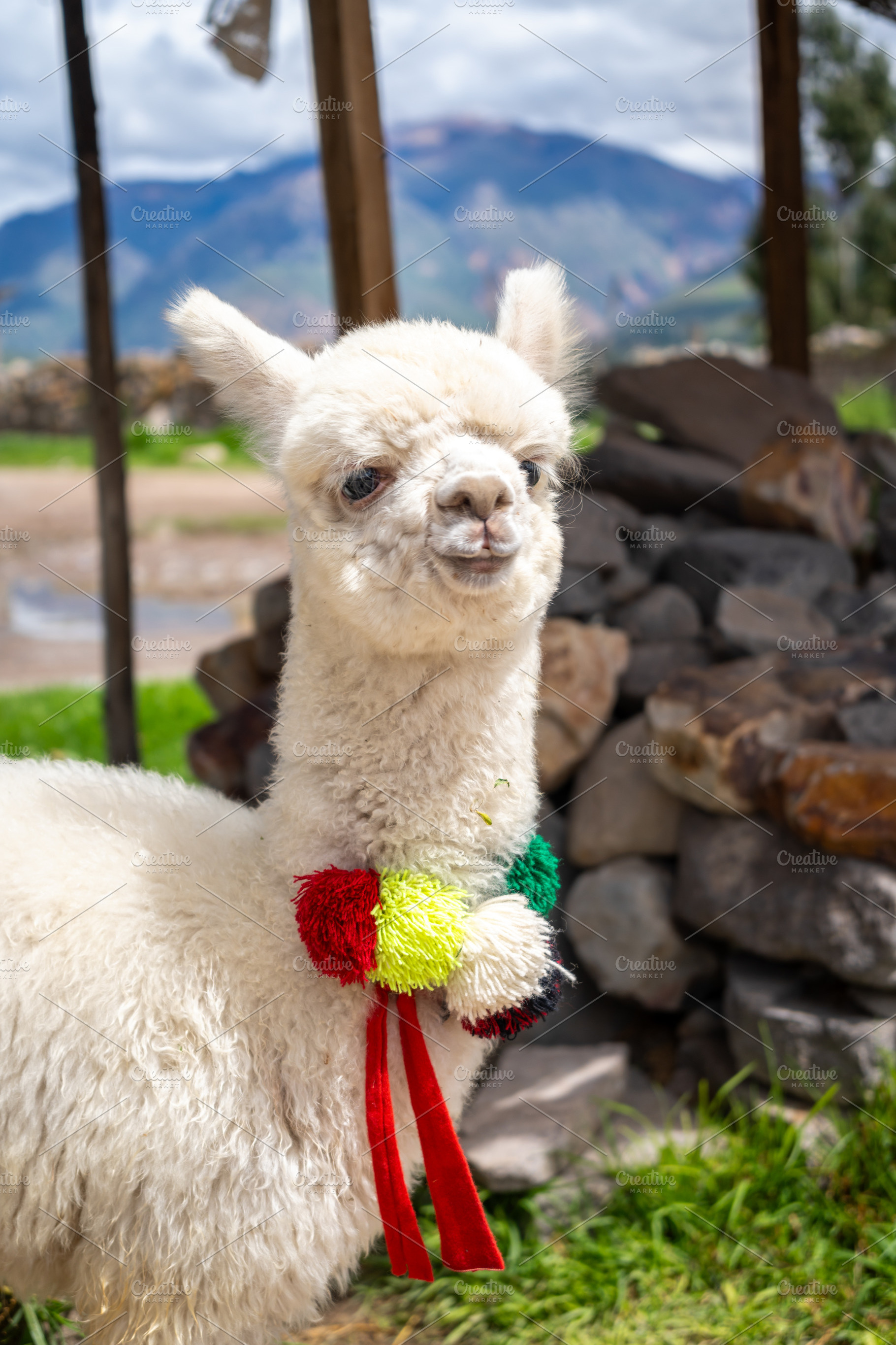 White baby alpaca in Peru wearing colorful pom-poms, an Animal Photo by GoodGoods