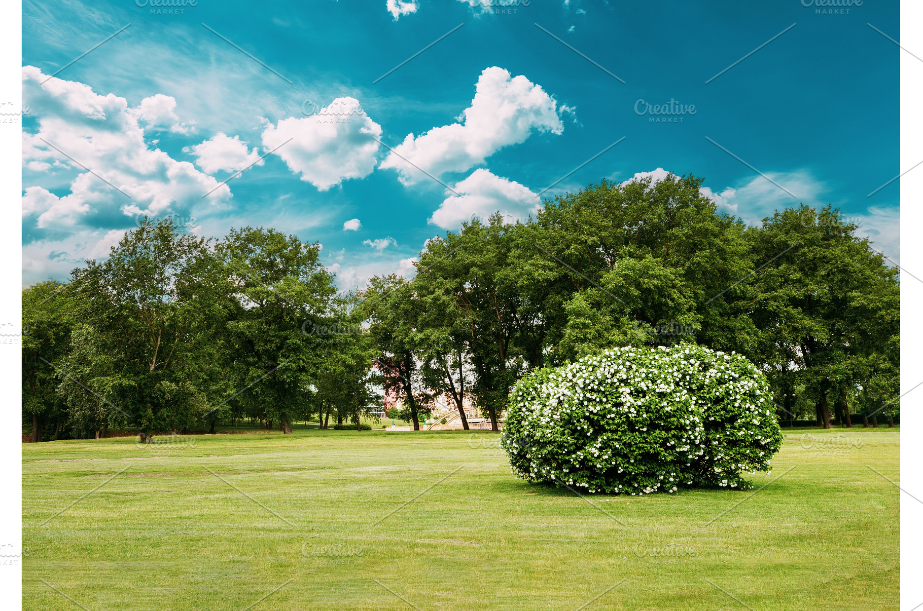 trimmed grass in city park. Lush, a Nature Photo by Our Amazing World