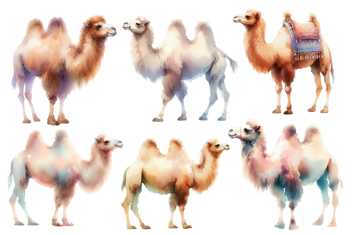 Watercolor Camel clipart, an Illustration by Designworld (Photo 3 of 5)