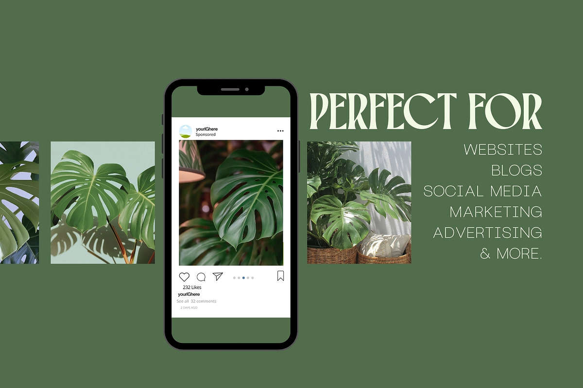 45 Aesthetic Monstera Plant Photos, a Nature Photo by Incomelion (Photo 5 of 12)