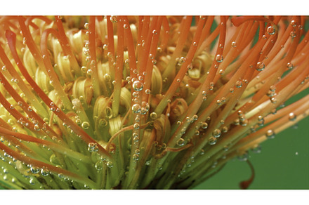 Close-up of exotic flower with, a Nature Photo by Media Whale Stock