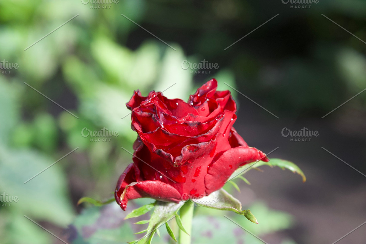 Garden Still Life Photos ETARA, a Nature Photo by ETARA by Mea Hau (Photo 2 of 8)