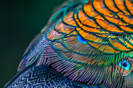 A stunning close-up captures the int, a Photo by Tanuart