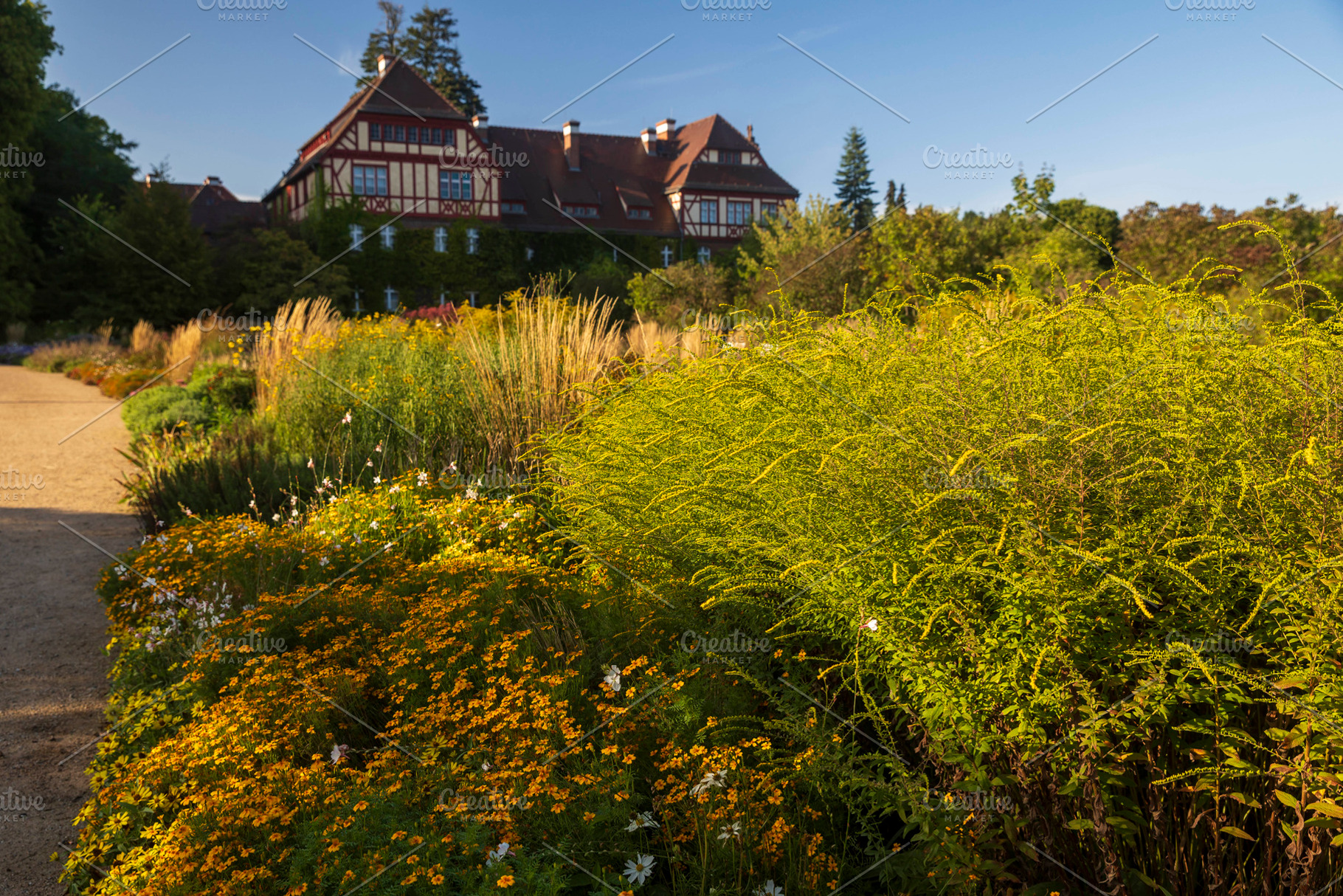 A vibrant flowerbed filled with yellow blooms and tall ornamenta, a Nature Photo by Imaginarium