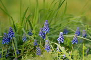 Spring Flower Garden Photo Bundle, a Nature Photo by Silent Nature (Thumbnail 6 of 6)