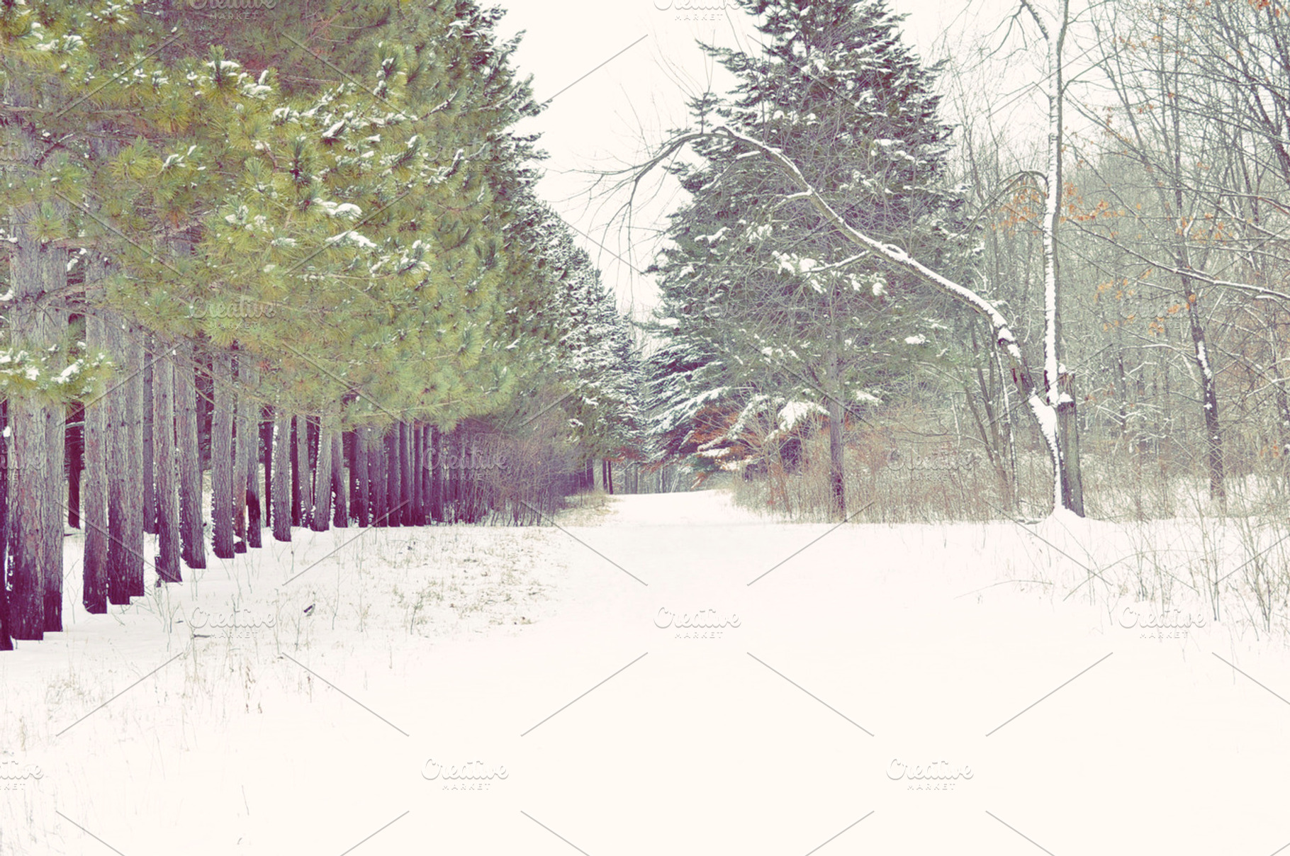 Pine Line 2 Containing Snow Winter And Pines