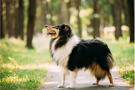 Scottish Rough Long-Haired Collie, an Animal Photo by Our Amazing World
