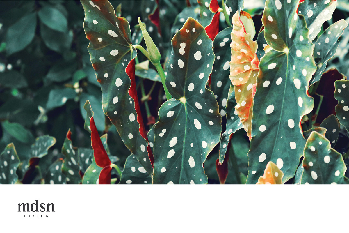 Tropic | Tropical Green Photo Bundle, a Nature Photo by MDSN Design (Photo 5 of 16)