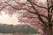 Cherry Blossom Photo Bundle – 5 High, a Nature Photo by Silent Nature (Thumbnail 4 of 5)
