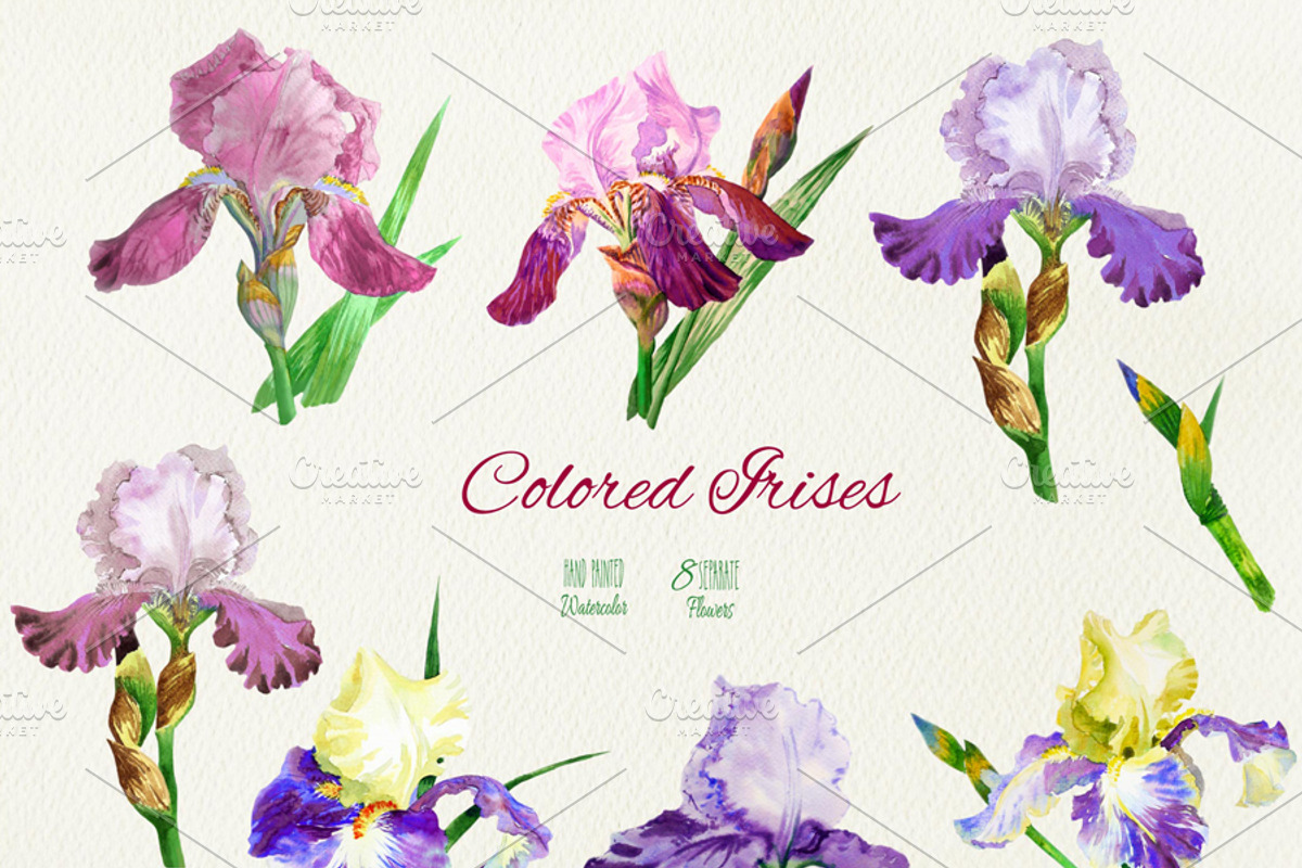 Colored Irises, an Illustration by Nataliapiache (Photo 2 of 2)