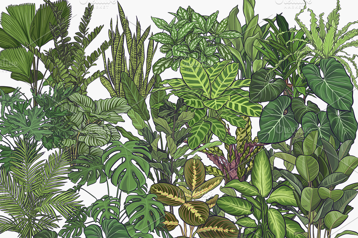 Indoor Plants VECTOR illustrations, a Seasonal Illustration by Natalka Dmitrova art (Photo 5 of 16)