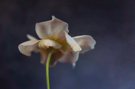 Wildflower II