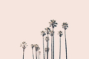Hollywood Palms, a Nature Photo by The Free Creatives (Thumbnail 1 of 2)
