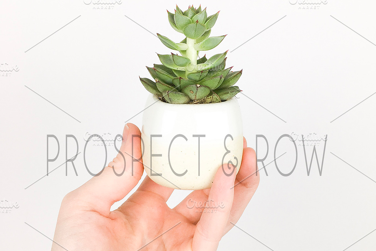 Succulent Photo Bundle, a Photo by Hudson Lark Studio (Photo 2 of 8)