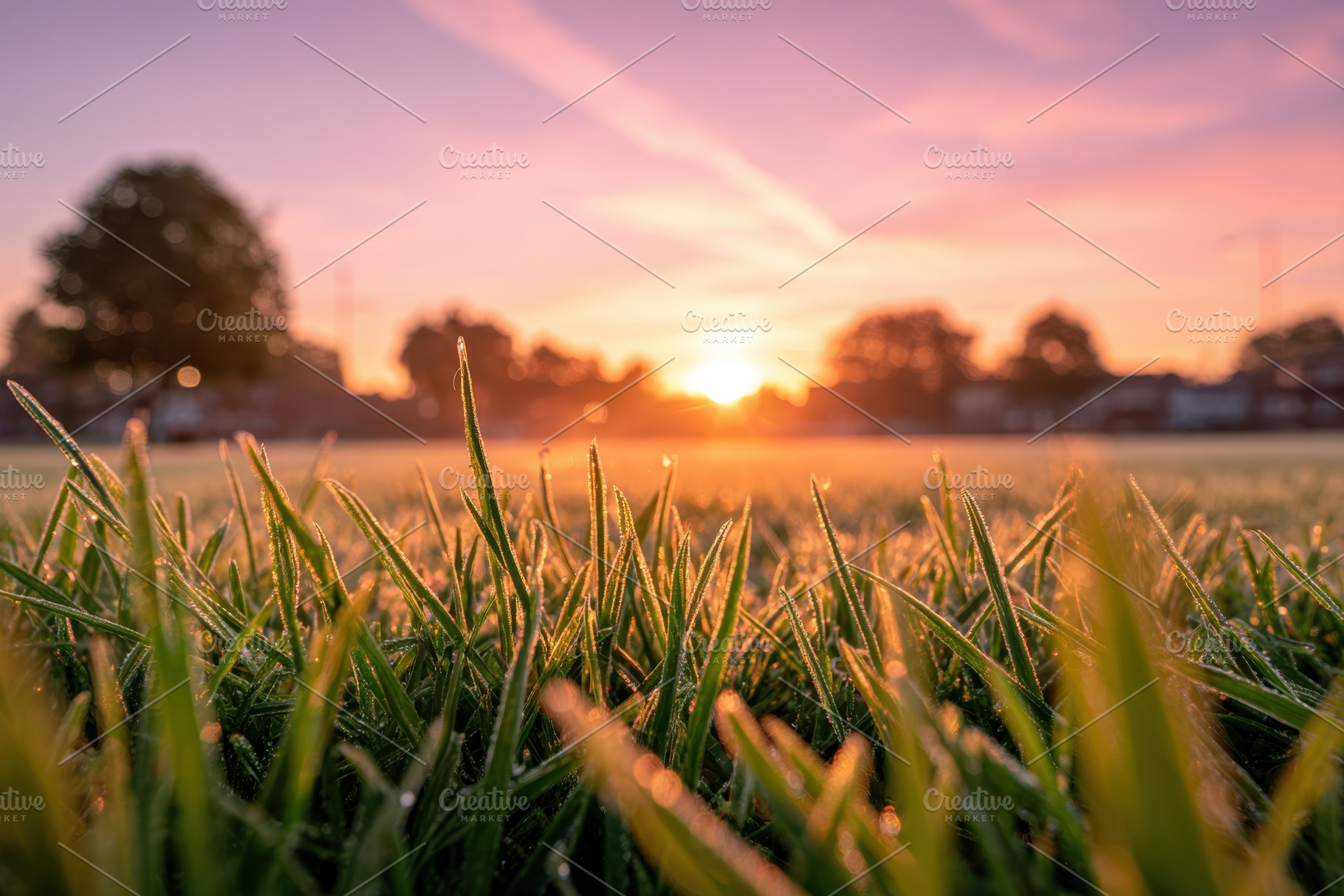 Dewy grass at sunrise, a Nature Photo by AlyaAnd